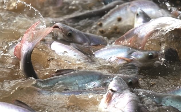 queen-of-pangasius-1_25839814-1